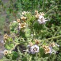 branching phacelia